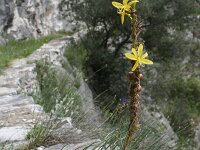 Asphodeline lutea 24, Saxifraga-Dirk Hilbers
