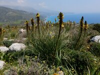 Asphodeline lutea 25, Saxifraga-Peter Meininger