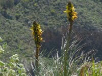 Asphodeline lutea 28, Saxifraga-Ed Stikvoort