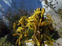 Asphodeline lutea 29, Saxifraga-Ed Stikvoort