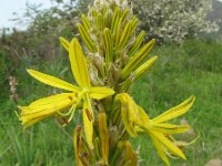 Asphodeline lutea 3, Saxifraga-Rutger Barendse