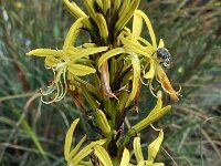 Asphodeline lutea 30, Saxifraga-Harry Jans
