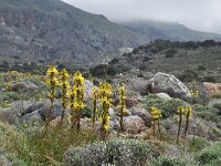 Asphodeline lutea 31, Saxifraga-Harry Jans
