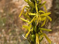 Asphodeline lutea 6, Saxifraga-Jan van der Straaten