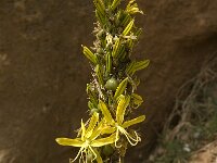 Asphodeline lutea 9, Saxifraga-Jan van der Straaten