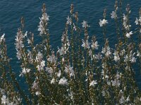 Asphodelus fistulosus 10, Saxifraga-Jan van der Straaten