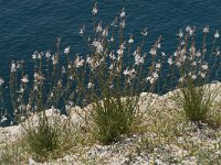 Asphodelus fistulosus 11, Saxifraga-Jan van der Straaten