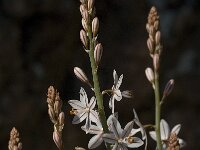 Asphodelus fistulosus 12, Saxifraga-Jan van der Straaten