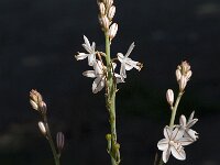 Asphodelus fistulosus 13, Saxifraga-Willem van Kruijsbergen