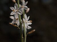 Asphodelus fistulosus 14, Saxifraga-Jan van der Straaten