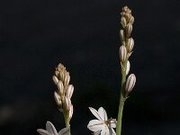 Asphodelus fistulosus 15, Saxifraga-Willem van Kruijsbergen