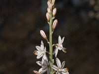 Asphodelus fistulosus 16, Saxifraga-Jan van der Straaten