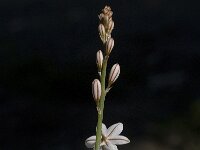 Asphodelus fistulosus 17, Saxifraga-Willem van Kruijsbergen