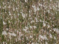 Asphodelus fistulosus 18, Saxifraga-Jan van der Straaten