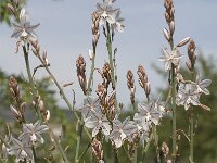 Asphodelus fistulosus 20, Saxifraga-Jan van der Straaten