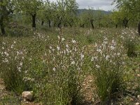 Asphodelus fistulosus 21, Saxifraga-Willem van Kruijsbergen