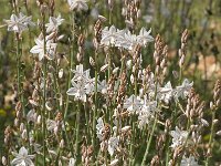 Asphodelus fistulosus 22, Saxifraga-Jan van der Straaten