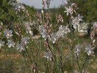 Asphodelus fistulosus 23, Saxifraga-Willem van Kruijsbergen