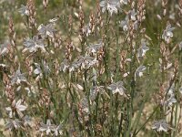 Asphodelus fistulosus 24, Saxifraga-Jan van der Straaten