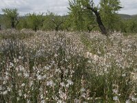 Asphodelus fistulosus 26, Saxifraga-Willem van Kruijsbergen