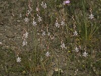 Asphodelus fistulosus 27, Saxifraga-Willem van Kruijsbergen