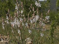 Asphodelus fistulosus 28, Saxifraga-Willem van Kruijsbergen