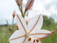 Asphodelus fistulosus 29, Saxifraga-Rutger Barendse