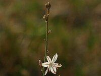 Asphodelus fistulosus 3, Saxifraga-Dirk Hilbers