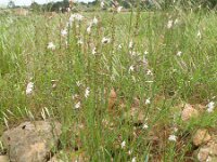 Asphodelus fistulosus 30, Saxifraga-Rutger Barendse