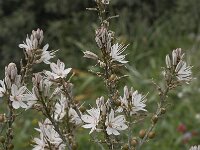 Asphodelus fistulosus 31, Saxifraga-Jan van der Straaten