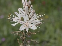 Asphodelus fistulosus 32, Saxifraga-Jan van der Straaten