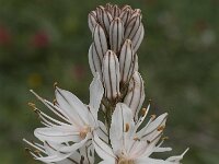 Asphodelus fistulosus 33, Saxifraga-Jan van der Straaten