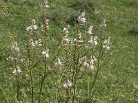 Asphodelus fistulosus 34, Saxifraga-Jan van der Straaten