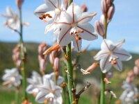 Asphodelus fistulosus 35, Saxifraga-Ed Stikvoort