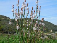 Asphodelus fistulosus 36, Saxifraga-Ed Stikvoort