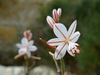 Asphodelus fistulosus 38, Saxifraga-Ed Stikvoort
