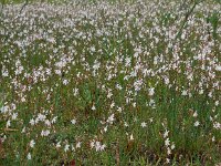 Asphodelus fistulosus 39, Saxifraga-Ed Stikvoort