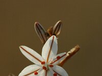 Asphodelus fistulosus 4, Saxifraga-Dirk Hilbers