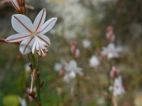 Asphodelus fistulosus 40, Saxifraga-Ed Stikvoort