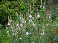 Asphodelus fistulosus 41, Saxifraga-Ed Stikvoort