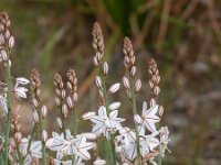 Asphodelus fistulosus 6, Saxifraga-Jasenka Topic