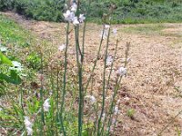Asphodelus fistulosus 7, Saxifraga-Jasenka Topic