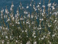 Asphodelus fistulosus 9, Saxifraga-Jan van der Straaten