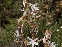 Asphodelus morisianus 3, Saxifraga-Willem van Kruijsbergen