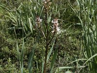 Asphodelus morisianus 4, Saxifraga-Willem van Kruijsbergen
