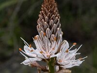 Asphodelus morisianus 5, Saxifraga-Jan van der Straaten