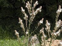 Asphodelus ramosus 11, Saxifraga-Jan van der Straaten