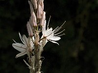 Asphodelus ramosus 12, Saxifraga-Jan van der Straaten