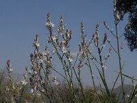 Asphodelus ramosus 13, Saxifraga-Jan van der Straaten