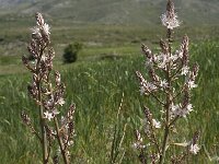 Asphodelus ramosus 14, Saxifraga-Jan van der Straaten